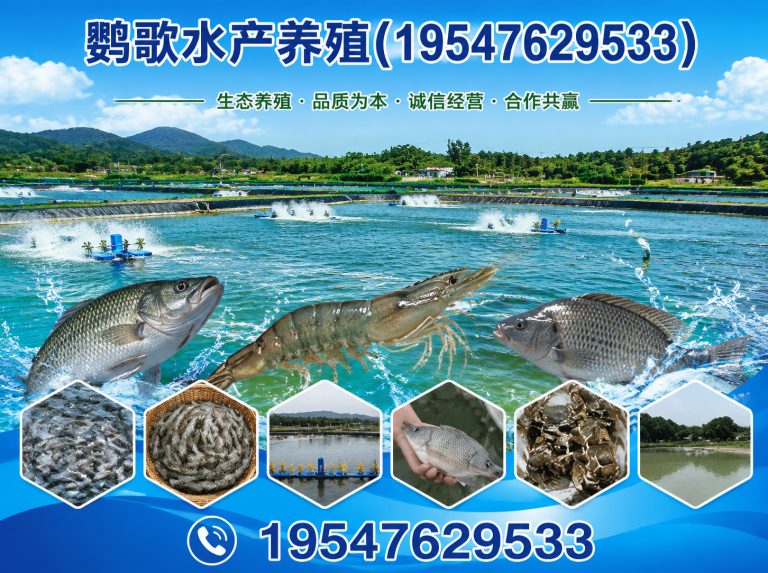 锦江区金刚鹦鹉展示图