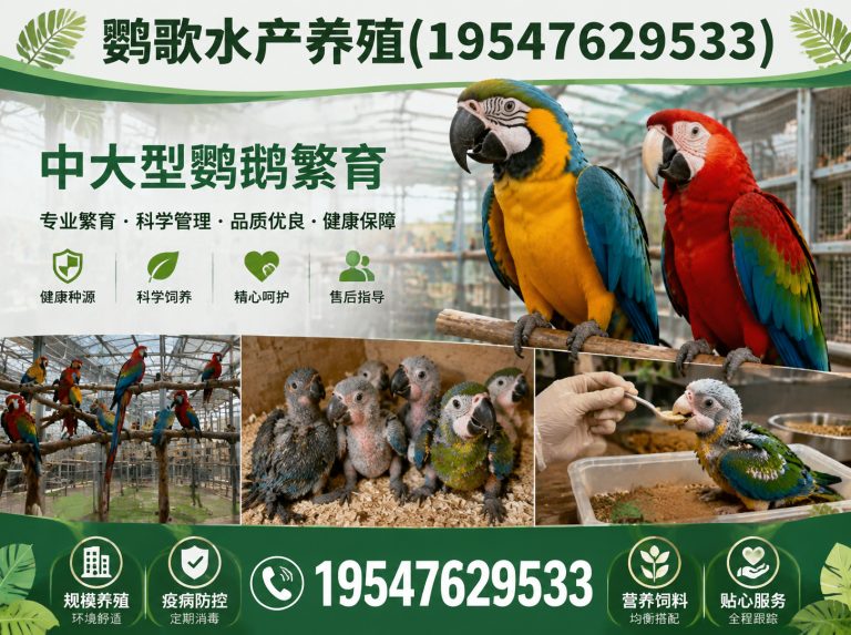 锦江区合规鹦鹉养殖展示图