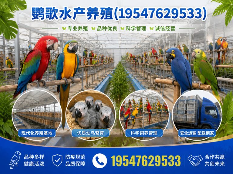 锦江区中大型鹦鹉繁育展示图