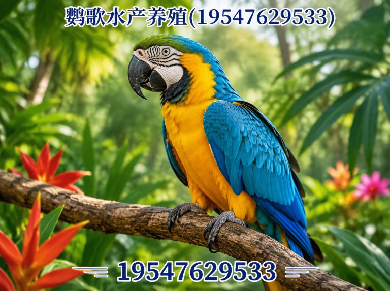 锦江区成都鹦鹉销售展示图
