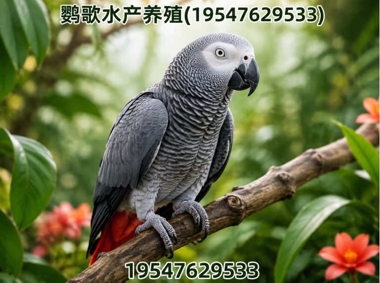 锦江区西南鹦鹉品牌展示图